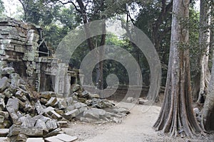 Huge tree roots engulf the ruined temple of Ta Prohm