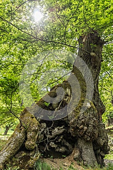 Huge tree seen from below photo