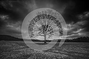 Huge tree standing alone on the field.