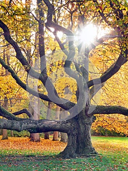 Huge tree and the sun in autumn