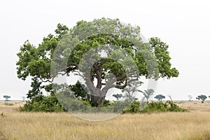 Huge tree in Tropes