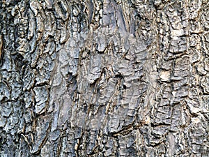 Huge tree trunk texture shows its age