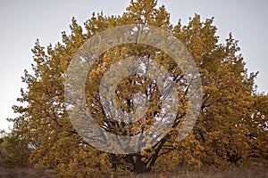 Huge tree with yellow golden foliage in autumn forest among dry meadow, beauty in nature