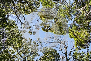 Huge trees in the Children`s Eternal Rain Forest in Costa Rica