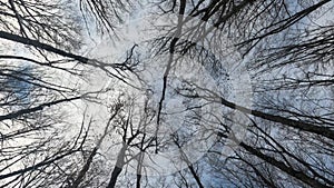 Huge trees in forest. Moving forward shoot from bottom view in winter