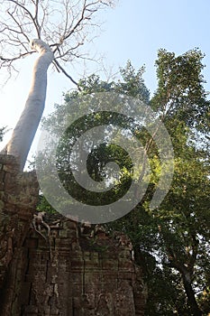 Huge trees with massive roots growing through stone of ancient temple ruins and towering over angkor wat, cambodia