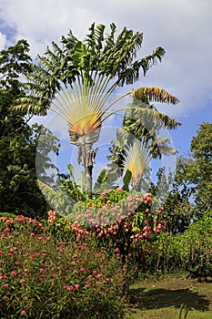 Huge tropical fan shaped Traveller`s Palms at Deshaies botanic garden in Basse Terre Guadeloupe