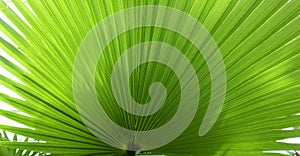 Huge tropical leaf of Washingtonia palm tree closeup with copy space. Exotic summer green background for wallpapers, banners,