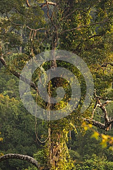 A huge tropical tree, covered in lianas, Koh Chang, Thailand