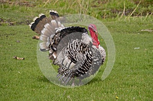 A Huge Turkey Gobbler