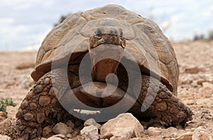 Huge turtle crawling