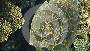 A huge turtle swims on the background of beautiful coral reef, near the stacks of small fish. The fabulous depths of the
