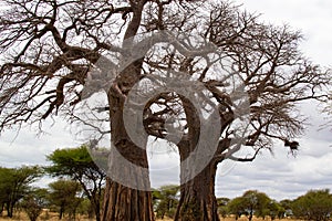 Huge two baobabs on the savanna of Tarangire National Park, in Tanzania, with yellow grass below it