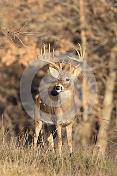 Huge Typical Racked Whitetail Buck photo