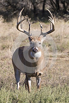 Huge typical whitetail buck with extra tall tines