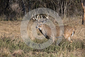 Huge typical whitetail buck with heavy antlers