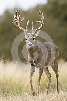 A huge typical whitetail buck during the rut