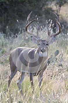 Huge typical whitetail buck in vertical photograph