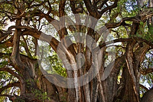 Huge unesco protected cypress tree in Tule in mexican state of Oaxaca photo