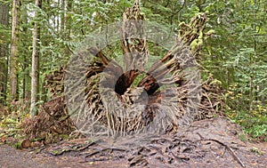 Huge uprooted tree root in Cathedral Grove rainforest photo