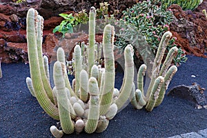 A huge variety of cacti in the cactus garden of Lanzarote, Canary Islands, Spain.