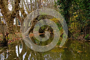 Huge Vegetation. River bank plane trees reflections