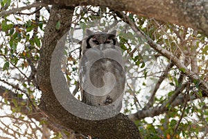 A huge Verreauxs Eagle owl, Ketupa lactea, perched on a tree branch in South Africa