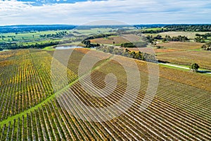 Vineyard on Mornington Peninsula - aerial view. photo