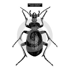 Huge Violet Ground Beetle hand drawn Illustration. Vintage illustrations of black bug sketch on white background. Vector insects