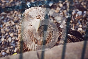 A huge vulture eagle looks at the camera through the cage bars of the aviary