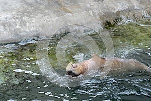 Huge walrus swimming in the water