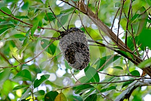 Huge Wasp's nest. A larger wasp hornet nest affixed to a green tree.