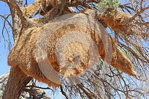 Huge Weaver bird nest tree, Namibia