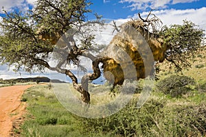 Huge Weaver Birds Nest