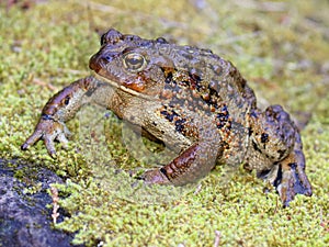 Huge Western Toad