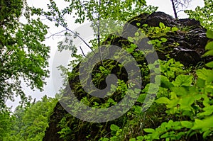 Huge wet stone rock overgrown with plants in summer mountain forest with foliar trees in Gaucasus, Mezmay