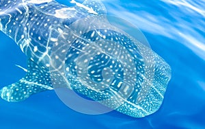 Huge whale shark swims on the water surface Cancun Mexico