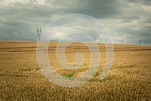 Huge wheat field, electricity line and rainy sky