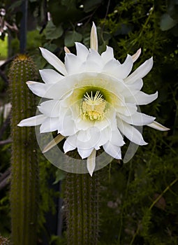 Huge White Blooming Cactus Flower in Bright Colors