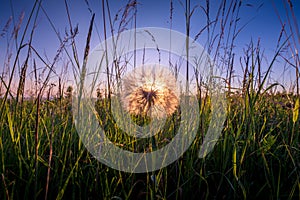 Huge white dandelion at sunrise.