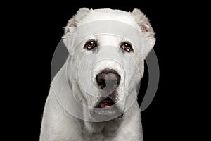 Huge white dog alabai breed on isolated black background