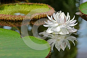 Huge white flower of Giant Waterlily (Victoria amazonica) blossoming in pond