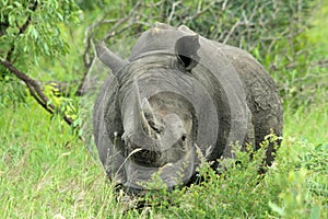 Huge white rhino in the Kruger National Park