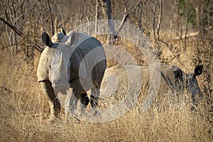 White rhino / rhinoceros, showing off his huge horn. South Africa photo