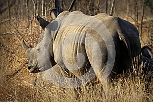 White rhino / rhinoceros, showing off his huge horn. South Africa photo