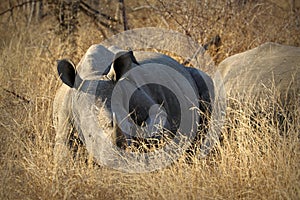 White rhino / rhinoceros, showing off his huge horn. South Africa photo