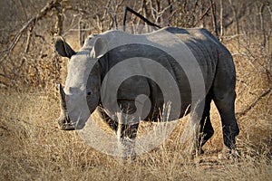 White rhino / rhinoceros, showing off his huge horn. South Africa photo