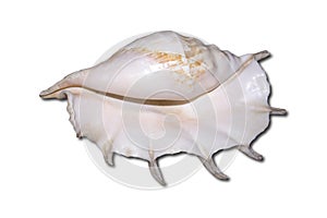 Huge white sea shell with a pearl tone