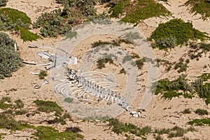 Huge white whale skeleton bones on sand at Seal Bay, Kangaroo Is