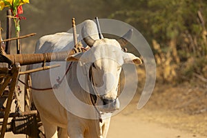 A huge white zebu pulls a traditional wooden cart from Myanmar